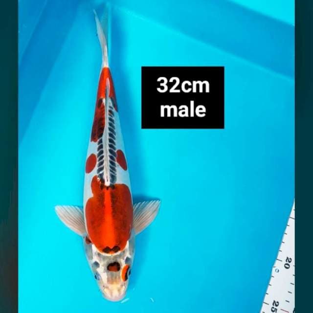 Kujaku doit jos 32cm male