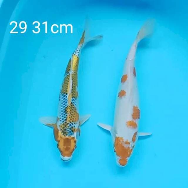 Duet kujaku & hariwake 29 31cm