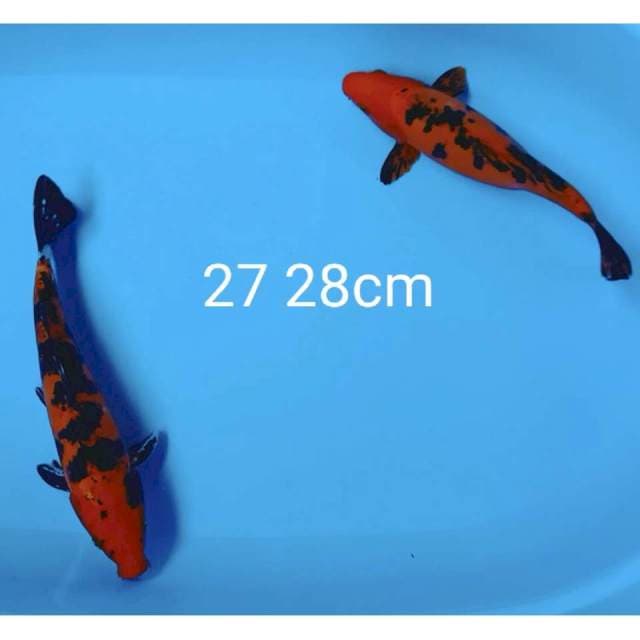 Aka beko doitsu 27 28cm