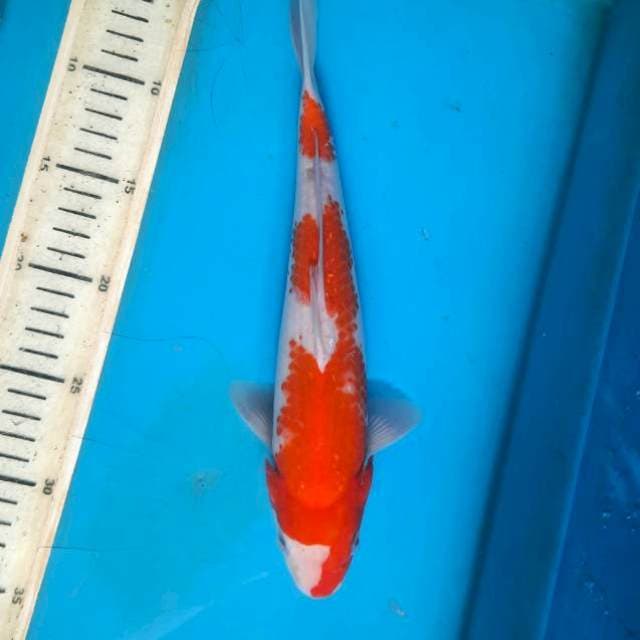 Kohaku 28cm M