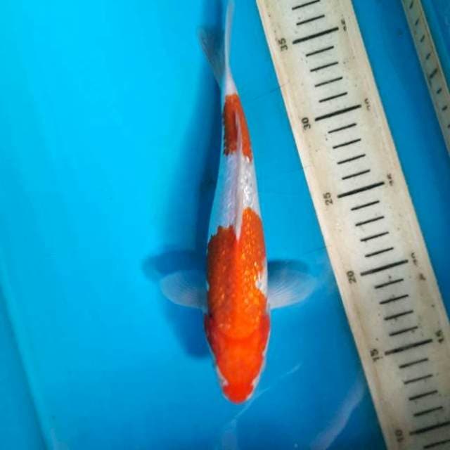 Ginrin kohaku 23cm M