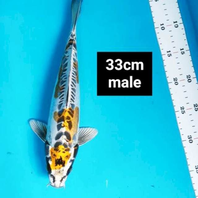 Kiko antik 32cm male