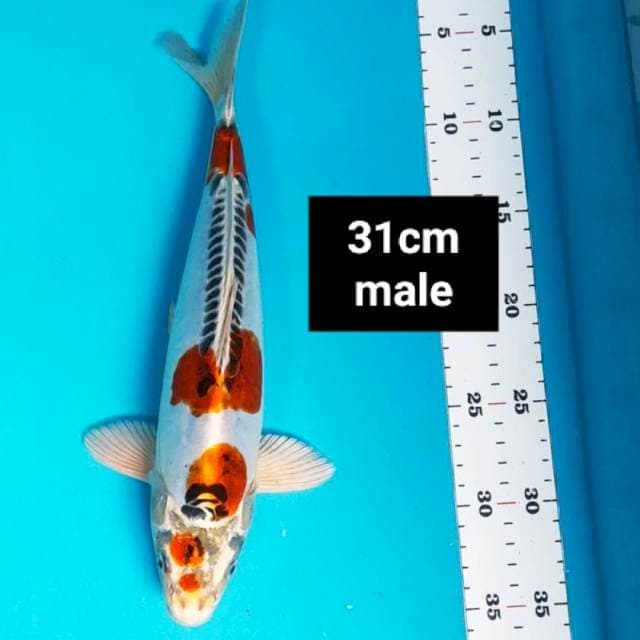 Kujaku doit strong 31cm male