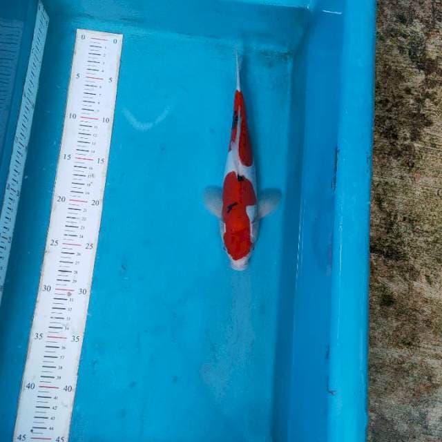 Sanke 25 cm