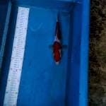 Sanke 25 cm