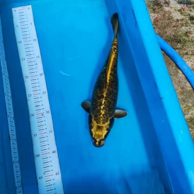 Mukasi 33 cm