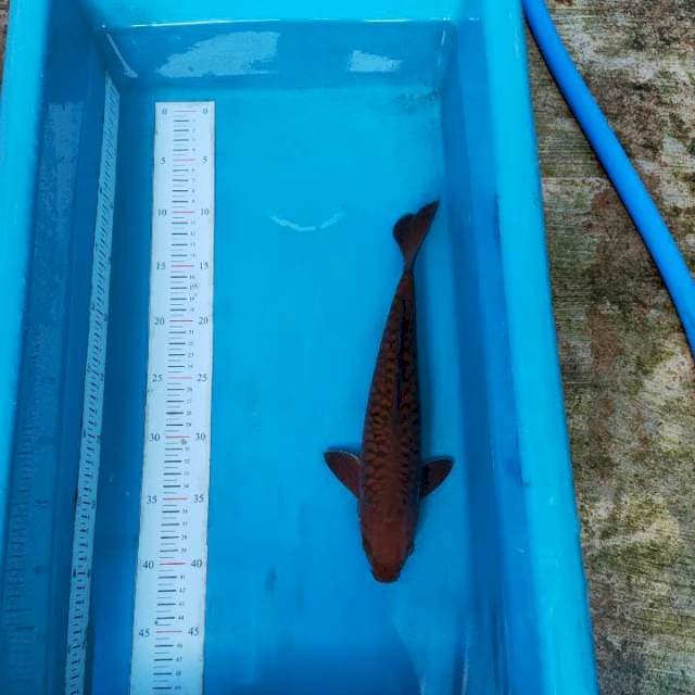 Chagoi 31 cm