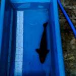 Chagoi 31 cm