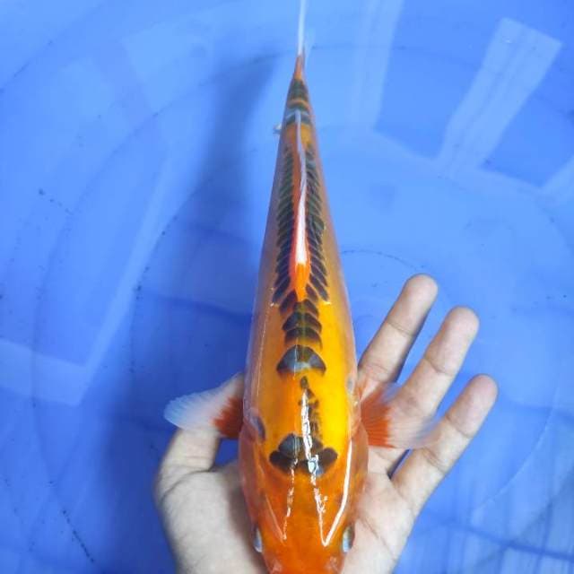 Mizhuo 30cm