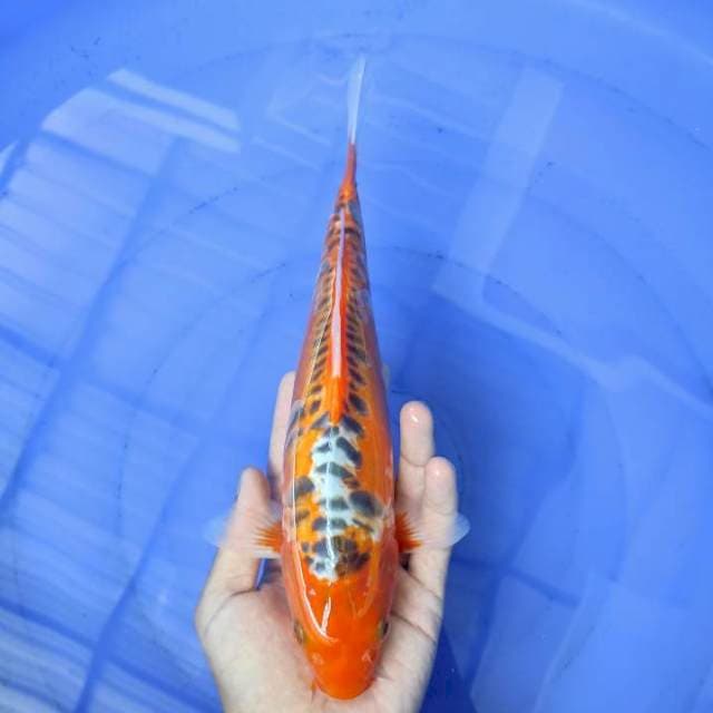 Hana shusui 29cm