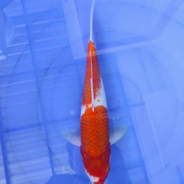 Ai Goromo 29cm
