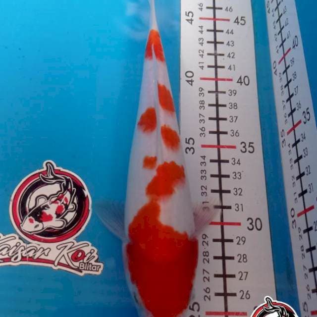 KOHAKU 22CM JANTAN_KAISAR KOI BLITAR