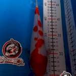 KOHAKU 22CM JANTAN_KAISAR KOI BLITAR