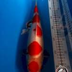 KOHAKU 32CM BETINA_KAISAR KOI BLITAR
