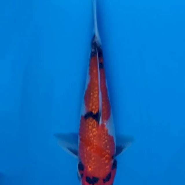 GINRIN SHOWA 18 CM