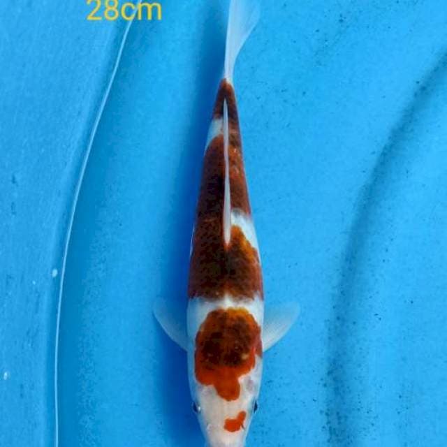 Goromo