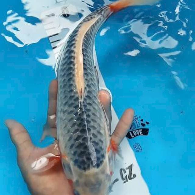 Asagi 33cm