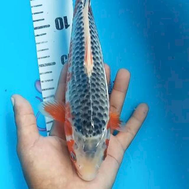 Asagi 25cm
