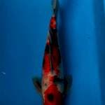 SANKE STRONG 36Cm