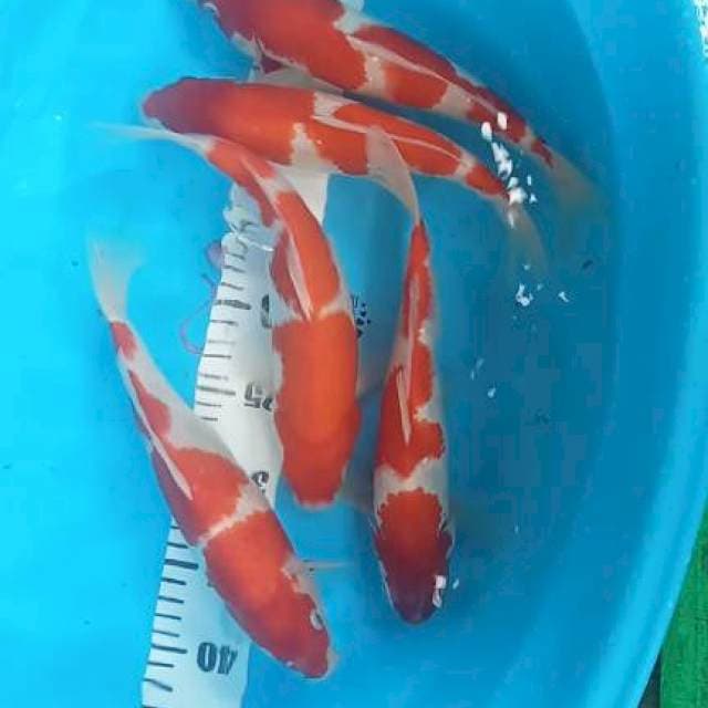 Kohaku 26:29cm