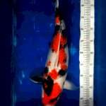 Showa strong f1, 55cm
