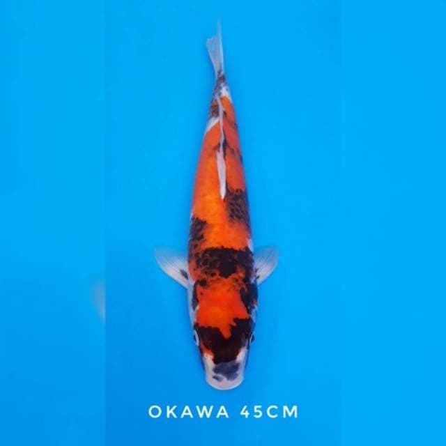 Showa okawa import