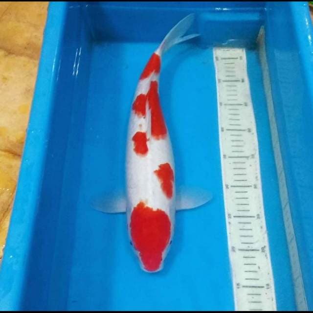 Kohaku 43cm..