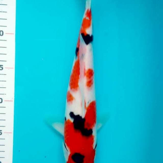 SANKE 32 CM