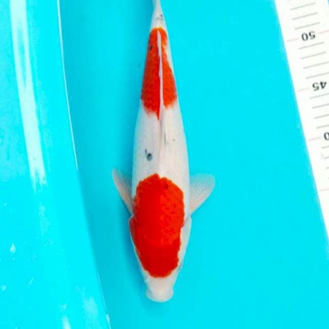 SANKE TATEGOI 33 CM