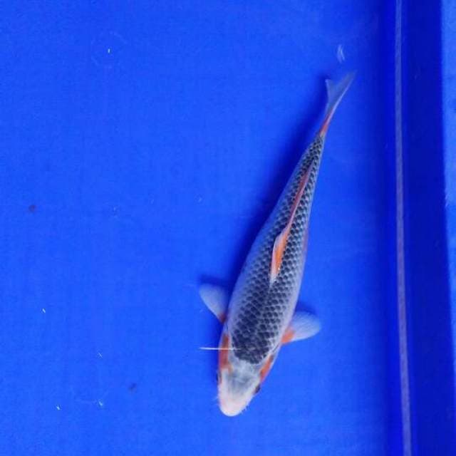 asagi biru 24cm
