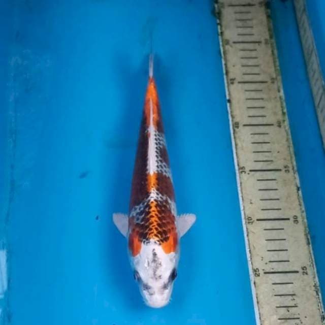 Kujaku 27cm