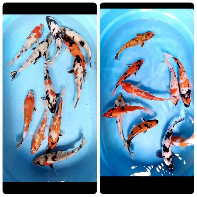 35 ekor showA 23-29 cm