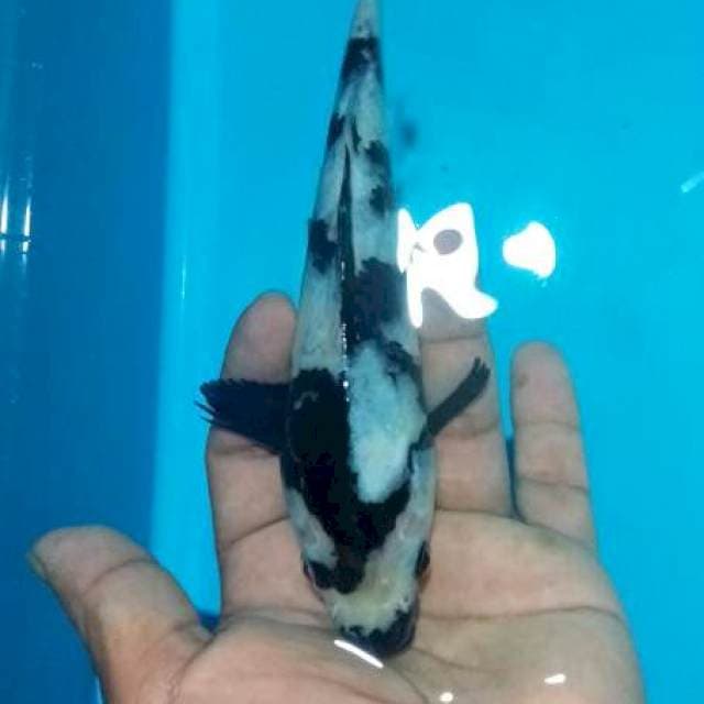 Siro,