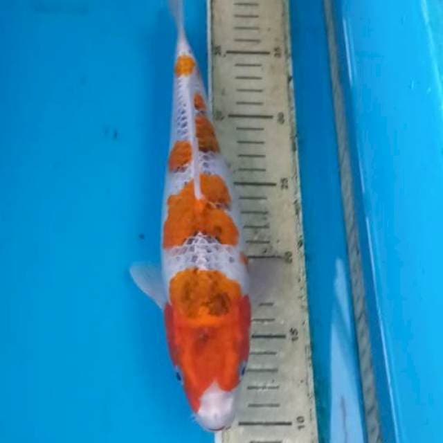 Goshiki 30cm