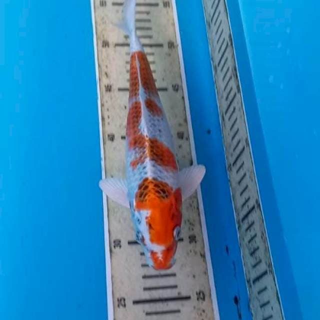 Kujaku 27cm
