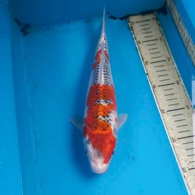 Goshiki 32cm