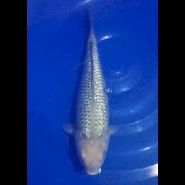 Soragoi ginrin 34 cm