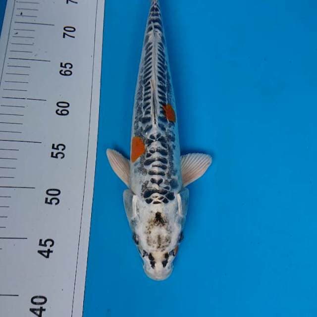 Kikokuryu 35 cm