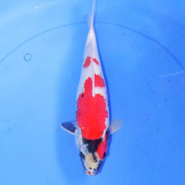 SHOWA 31cm