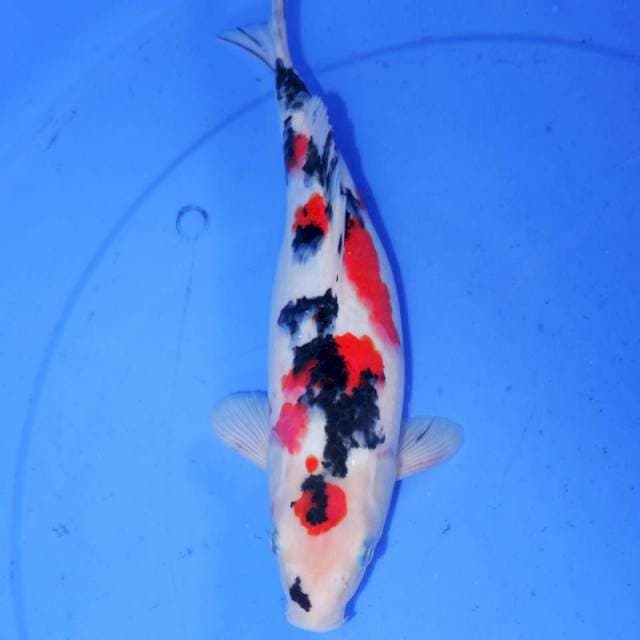 MARUTEN SAKURA SHOWA