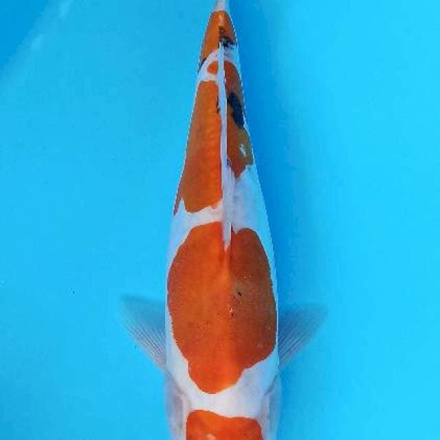 Maruten doitsu sanke 29+cm