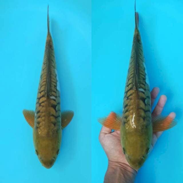 Aragoke midorigoi 40cm