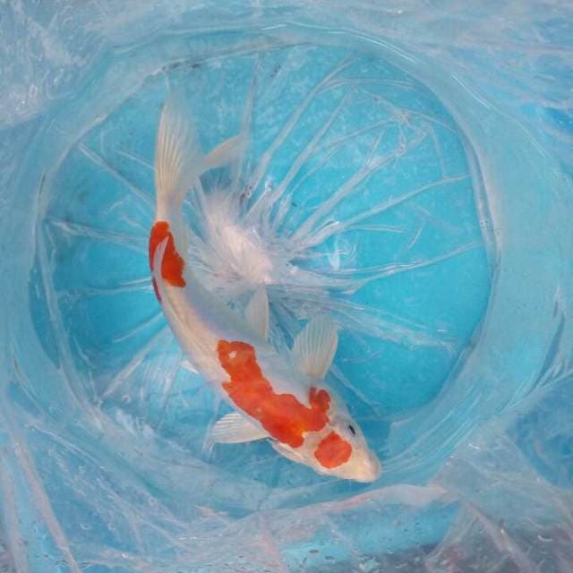 Maruten Ki Kushui 