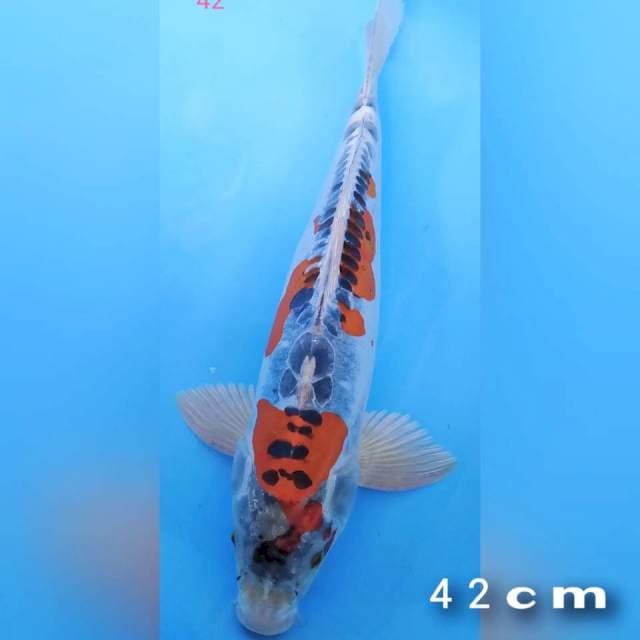 Kojaku doid 42cm