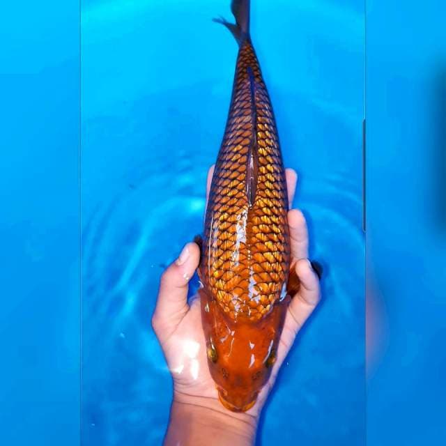 Cagoi tembaga ginrin