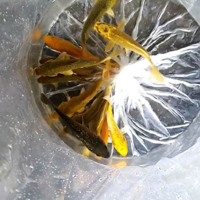 Penjinak kolam 12 ekor