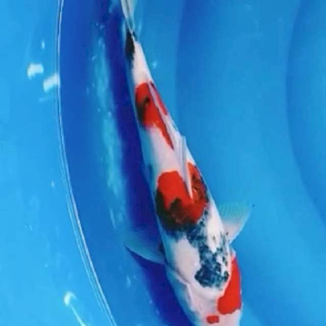 ~{MAWAR}~SHOWA KINDAI 31CM