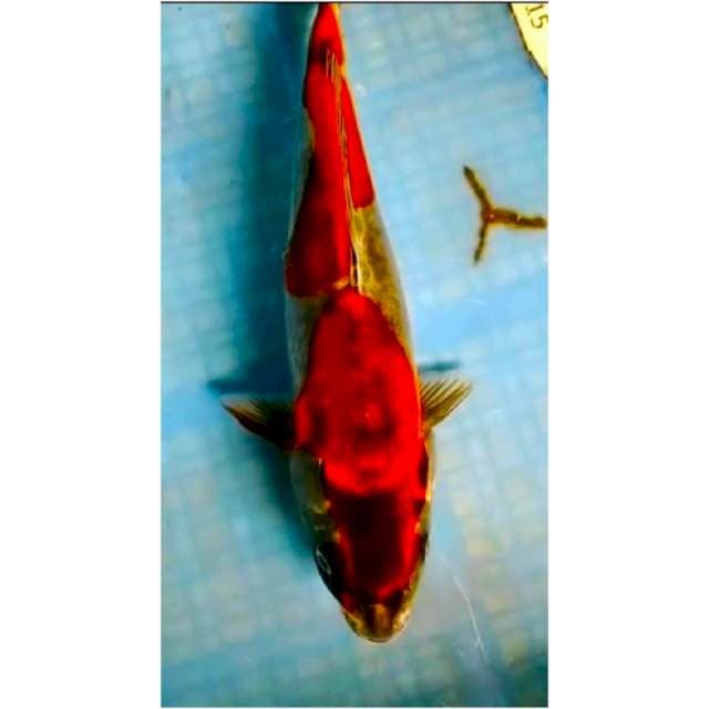 ~{MAWAR}~KIKOKRYU 33cm