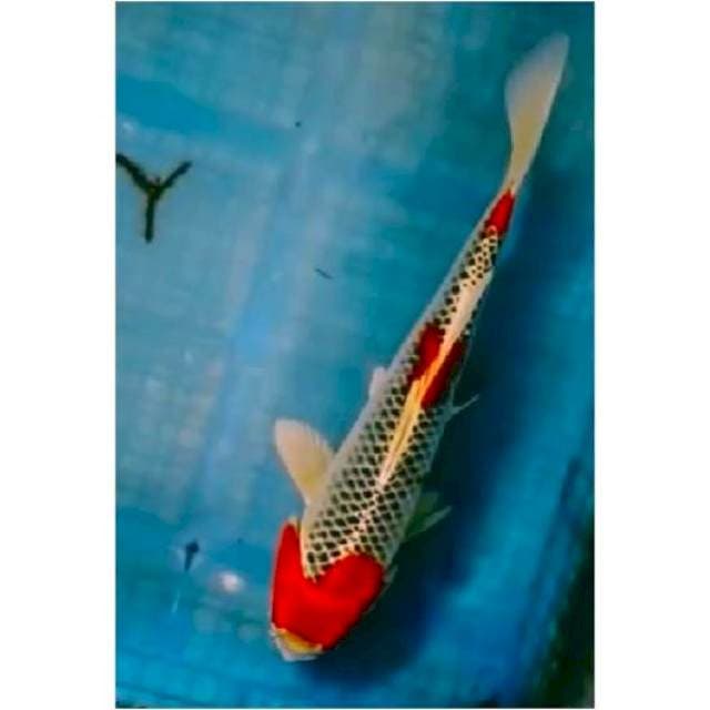 ~{MAWAR}~KUJAKU 35cm