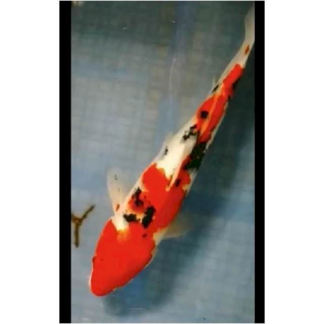 ~{MAWAR}~SANKE STRONG 33cm
